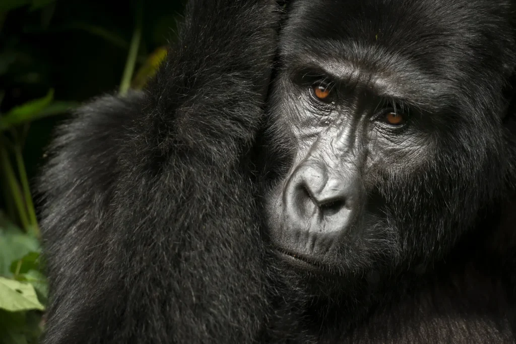 Virunga National Park