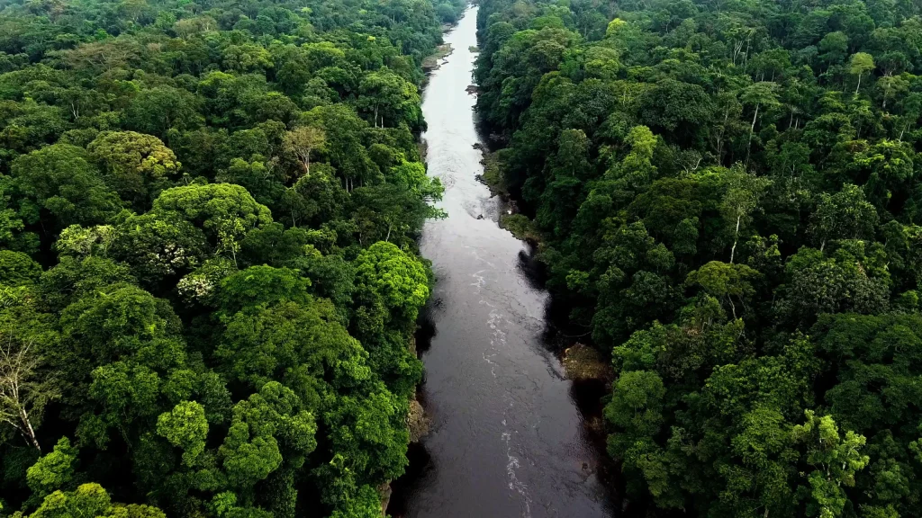 Central Africa nature